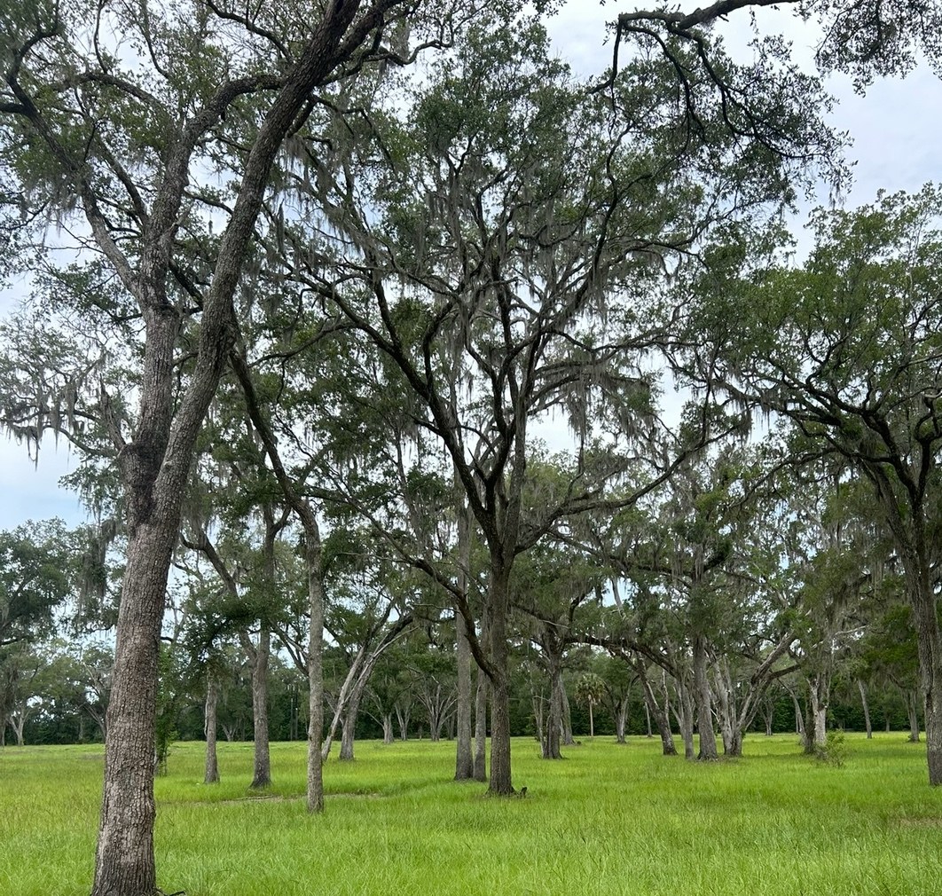 Grand live oaks and pasture at Reddick Ranches