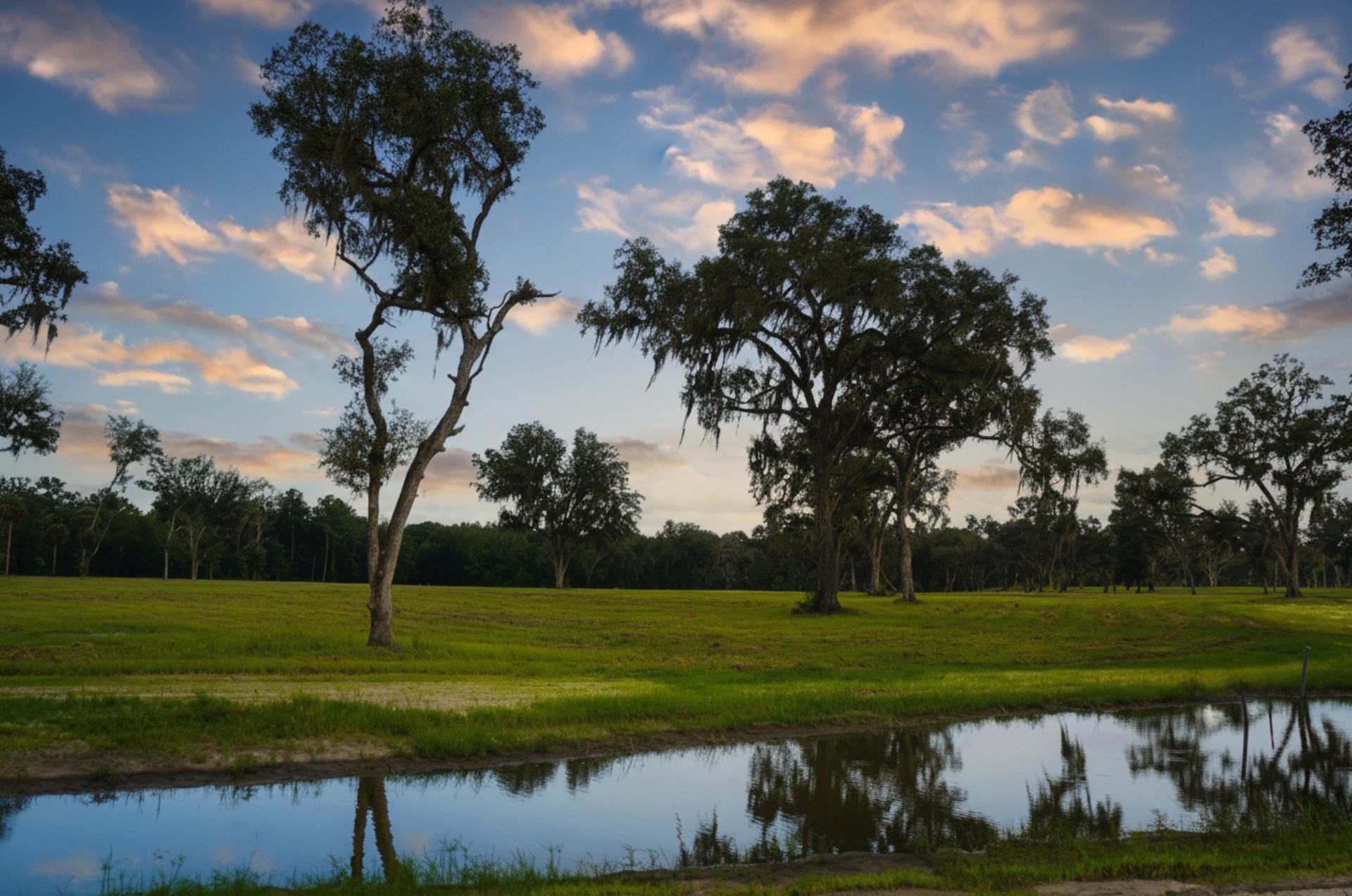 Open pasture and mature oaks at Reddick Ranches