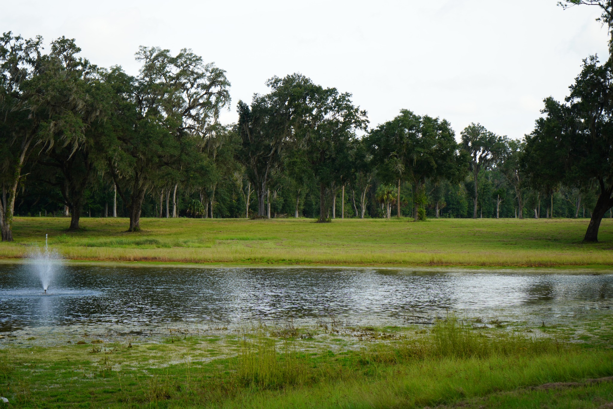 Pond and pasture setting at Reddick Ranches